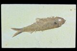 Fossil Fish (Knightia) - Green River Formation #122807-1